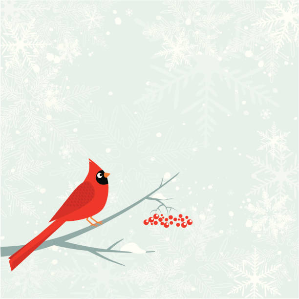 Cardinal bird. Winter Christmas design with cardinal bird on the tree branch with red berry. Snowflake background. Copy space for the text. cardinals stock illustrations