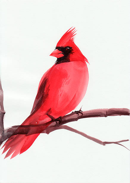 Cardinal vector art illustration