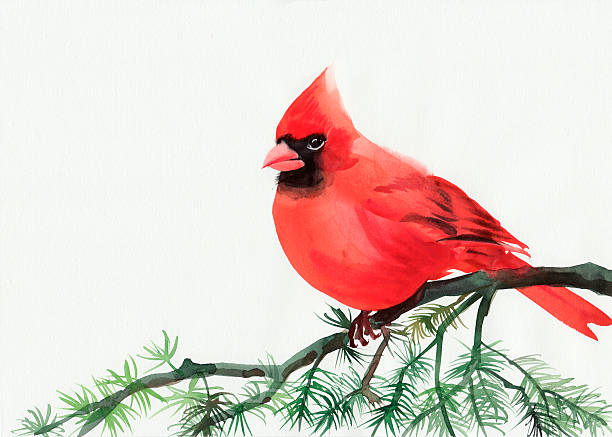 Cardinal Watercolor painting of cardinal bird sitting on a branch cardinals stock illustrations