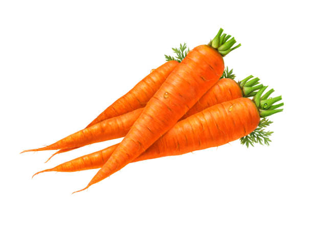 Carrots An illustration of a bunch of carrots with stems. carrot stock illustrations