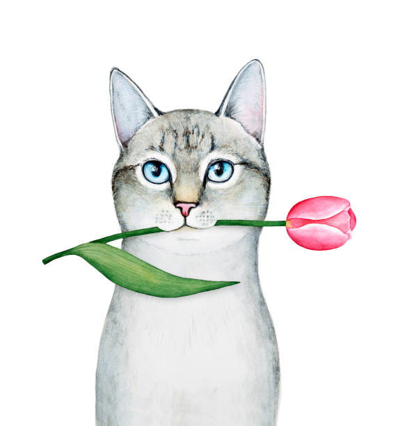 Cat character portrait, holding a tulip. Tender, pastel colors, green leaves. Card, print, design graphic clip art, note, poster template. Hand drawn water color drawing on white background, cut out. happy birthday cat stock illustrations