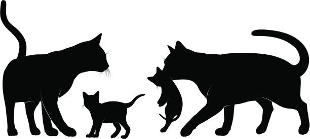 illustrations, cliparts, dessins animés et icônes de chats famille. - chaton