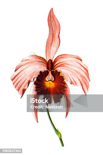 istock Cattleya trianae (May flower) 1083627364