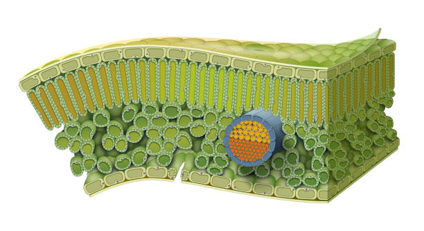 Cellular Structure of Leaf Cellular Structure of Leaf. Internal Leaf Structure a leaf is made of many layers that are sandwiched between two layers of tough skin cells (called the epidermis) photosynthesis diagram stock illustrations