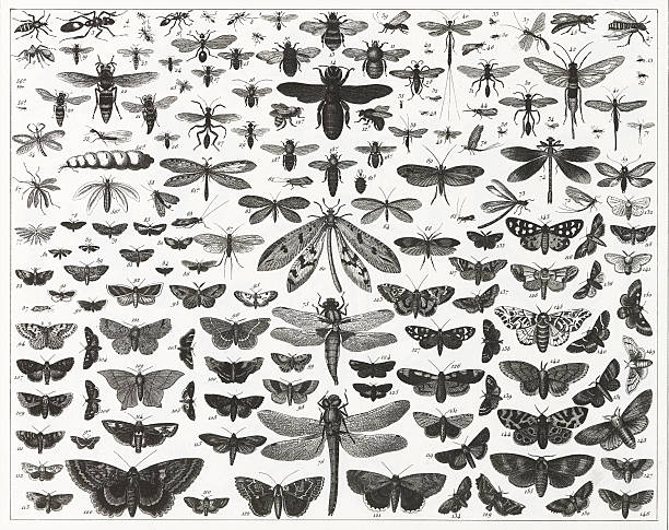 chart showing various types and sizes of flying insects Engraved illustrations of Insects of the Orders Lepidoptera, Orthoptera and Hemiptera from Iconographic Encyclopedia of Science, Literature and Art, Published in 1851. Copyright has expired on this artwork. Digitally restored. butterfly insect illustrations stock illustrations