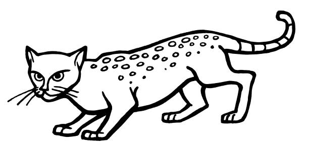 Cheetah Black And White Illustrations, Royalty-Free Vector Graphics ...
