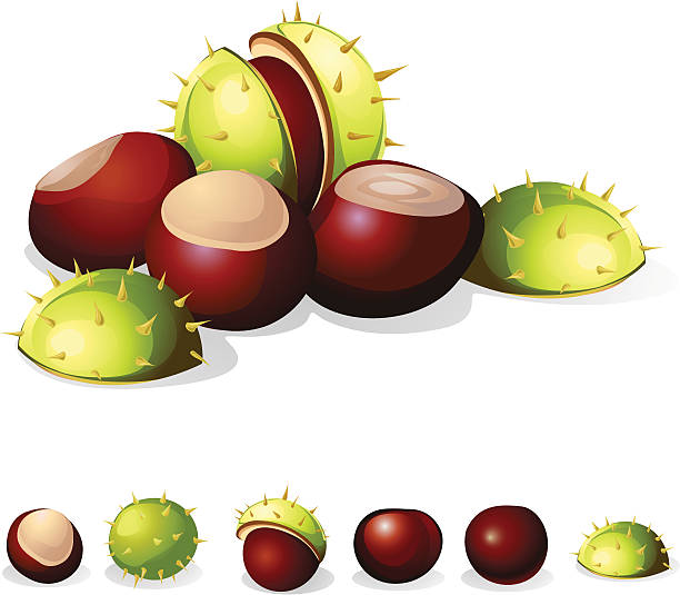 chestnuts chestnuts vector illustration isolated on white background horse chestnut seed stock illustrations