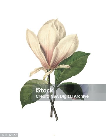 istock Chinese magnolia | Redoute Flower Illustrations 516112577