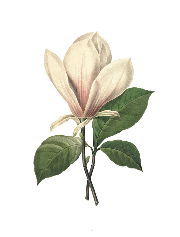 High resolution illustration of a chinese magnolia, isolated on white background. Engraving by Pierre-Joseph Redoute. Published in Choix Des Plus Belles Fleurs, Paris (1827).