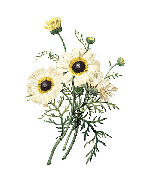 Chrysanthemum carinatum | Redoute Flower Illustrations High resolution illustration of a chrysanthemum carinatum, isolated on white background. Engraving by Pierre-Joseph Redoute. Published in Choix Des Plus Belles Fleurs, Paris (1827). botany illustrations stock illustrations