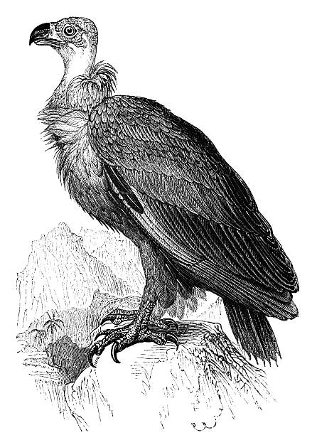 Cinereous Vulture "The Cinereous Vulture (Aegypius monachus) is also known as the Black Vulture, Monk Vulture, or Eurasian Black Vulture. Illustration was published in 1870" american black vulture stock illustrations