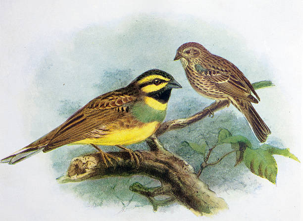 1896 Stunning Original Antique Colour Print Bird CIRL Bunting 046 