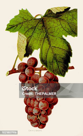 istock Citric Grapes illustration 1892 1021807916