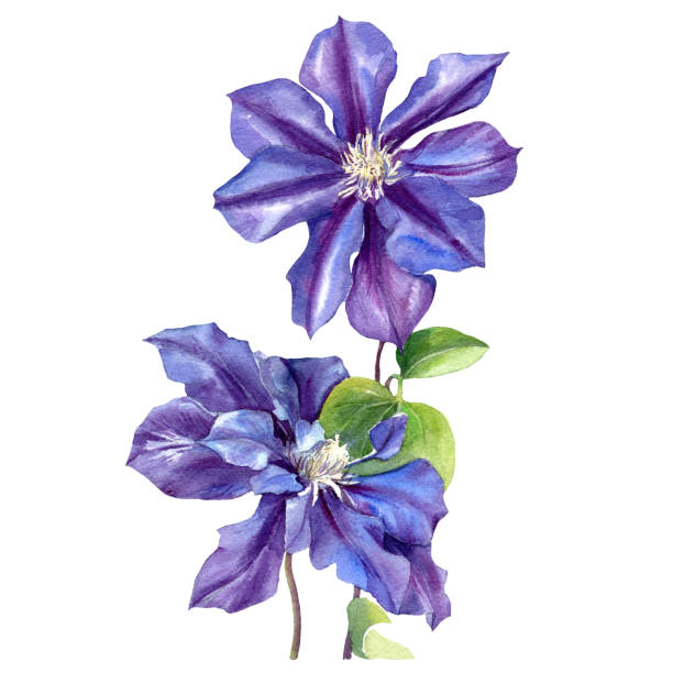 Clematis drawn in watercolour. Clematis flowers isolated on a white background. Clematis drawn in watercolour. Clematis flowers isolated on a white background. clematis stock illustrations