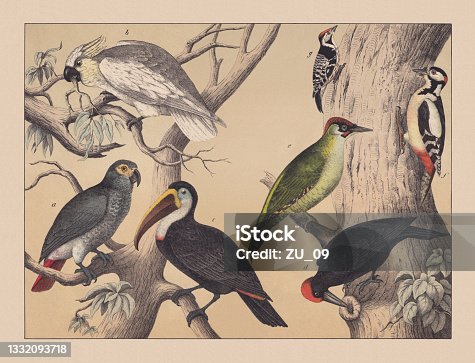 istock Climbing birds (parrots and woodpeckers), hand-colored chromolithograph, published in 1882 1332093718