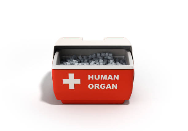 closed human organ refrigerator box red closed human organ refrigerator box red 3d render on white background chest freezer stock illustrations