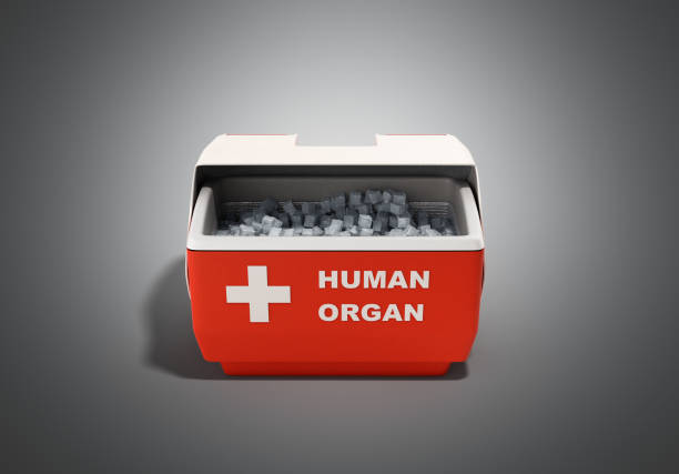 closed human organ refrigerator box red closed human organ refrigerator box red 3d render on grey background chest freezer stock illustrations