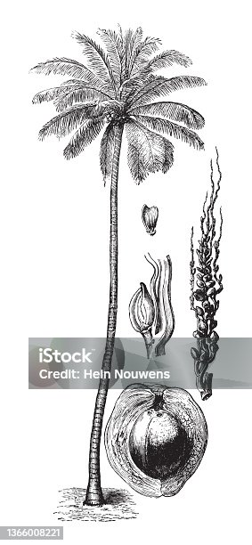istock Coconut palm tree (Cocos nucifera) - vintage illustration 1366008221