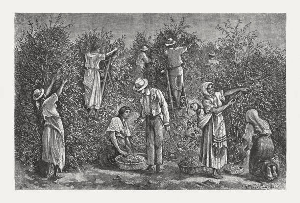stockillustraties, clipart, cartoons en iconen met koffie oogst in costa rica, houtgravure, gepubliceerd in 1888 - coffee illustration plukken