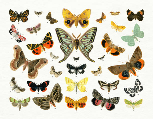 Collection of Butterfly and moth illustration 1898 vector art illustration