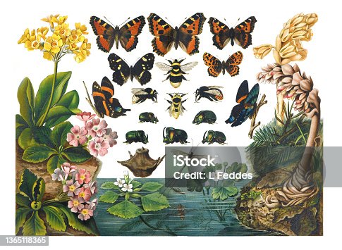 istock Collection of exotic butterfies and insects at floral pattern.
Vintage collection of different insects and butterflies. hand drawn illustration vintage poster. 1365118365