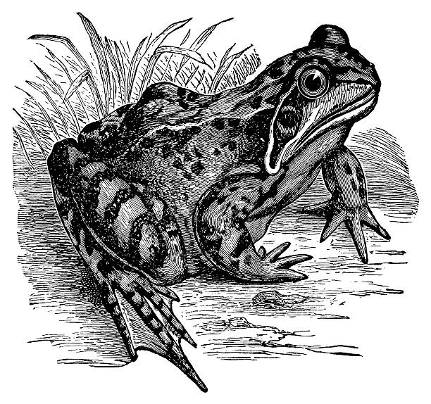 Common frog | Antique Animal Illustrations "19th-century engraving of a common frog (isolated on white). Published in Systematischer Bilder-Atlas zum Conversations-Lexikon, Ikonographische Encyklopaedie der Wissenschaften und Kuenste (Brockhaus, Leipzig) in 1844.CLICK ON THE LINKS BELOW FOR HUNDREDS MORE SIMILAR IMAGES:" frog clipart black and white stock illustrations