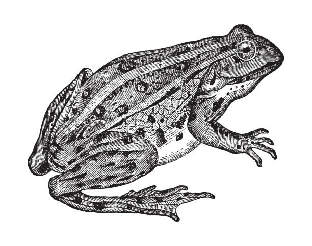 Common frog or European brown frog (Rana temporaria) - vintage engraved illustration Vintage engraved illustration isolated on white background - Common frog or European brown frog (Rana temporaria) frog clipart black and white stock illustrations
