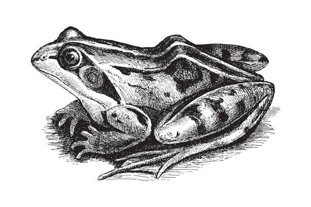 illustrazioni stock, clip art, cartoni animati e icone di tendenza di rana comune (rana temporaria oxyrrhinus) - illustrazione incisa vintage - ranocchia