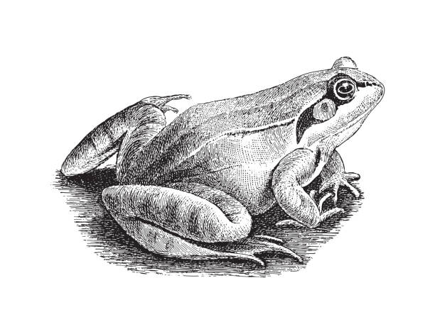 Common Frog (Rana temporaria) - vintage engraved illustration illustration from Meyers Konversations-Lexikon 1897 frog clipart black and white stock illustrations