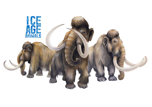 Composition of a three watercolor walking mammoths in a front and side views. Composition of a three watercolor walking mammoths in a front and side views. Hand painted watercolor illustration of the Ice Age mastodon animal stock illustrations