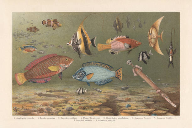 산호초 물고기, 발 색 석판, 1898에 게시 됨 - great barrier reef stock illustrations