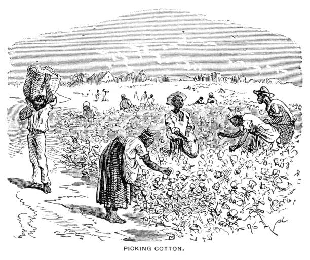 ilustrações, clipart, desenhos animados e ícones de algodão picking e.u.a. gravura 1881 - plantação