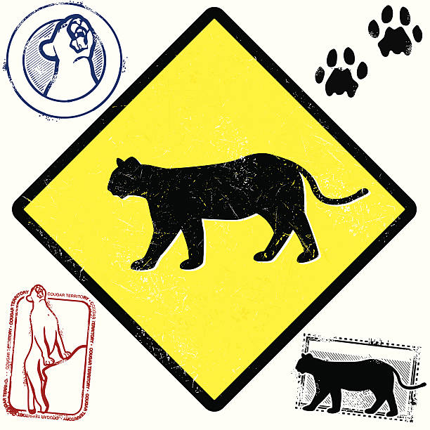 Cougar Territory Stylized graphics of the elusive North American Cougar. cougar woman stock illustrations