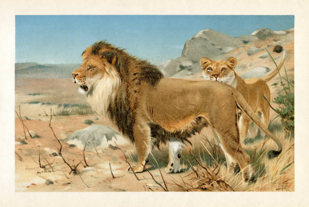 Couple of lions hunting in the african desert 1896 vector art illustration