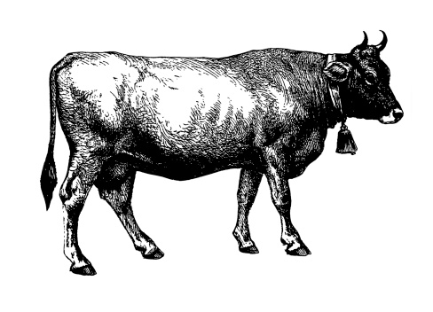 Antique engraving of a cow. Published in Systematischer Bilder-Atlas zum Conversations-Lexikon, Ikonographische Encyklopaedie der Wissenschaften und Kuenste (Brockhaus, Leipzig) in 1844. Photo by N.Staykov (2008)
