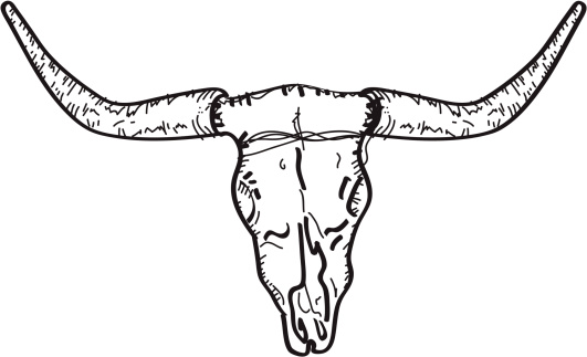 Cow Skull Illustration