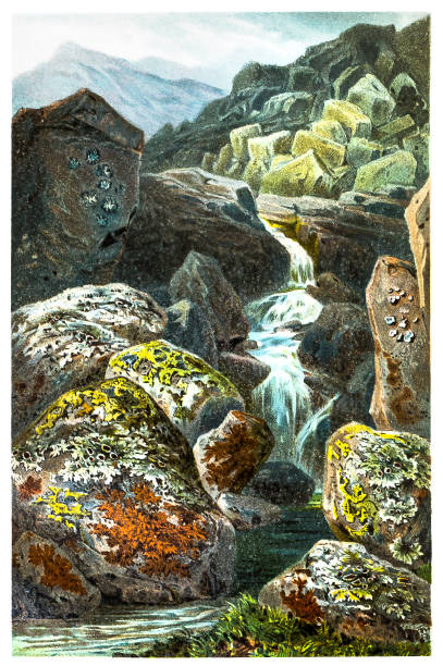 Crust lichen Illustration of a Crust lichen moss stock illustrations