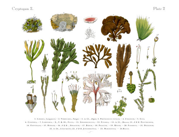 Cryptogam, Algae, Lichens, Mosses, Ferns, Victorian Botanical Illustration Very Rare, Beautifully Illustrated Antique Engraved Victorian Botanical Illustration of Cryptogam, Algae, Lichens, Mosses, Ferns,: Plate 2, Published in 1886. Source: Original edition from my own archives. Copyright has expired on this artwork. Digitally restored. moss stock illustrations