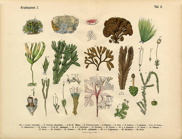 Cryptogam, Algae, Lichens, Mosses, Ferns, Victorian Botanical Illustration Very Rare, Beautifully Illustrated Antique Engraved Victorian Botanical Illustration of Cryptogam, Algae, Lichens, Mosses, Ferns,: Plate 2, from Lehrbuch der praktischen Pflanzenkunde in Wort und Bild (The Book of Practical Botany in Word and Image), Published in 1886. Copyright has expired on this artwork. Digitally restored. moss stock illustrations