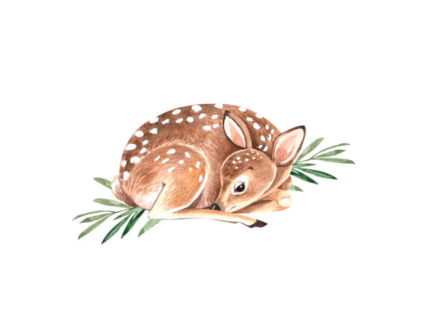 bildbanksillustrationer, clip art samt tecknat material och ikoner med söt djur ung fawn liggande på gröna grenar, akvarell illustration på vit bakgrund - rådjur