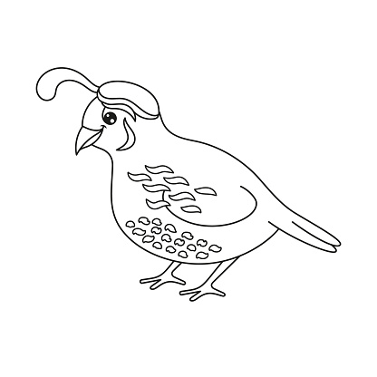 Cute Quail Outline Drawing Coloring Page Stock Illustration Download Image Now Istock