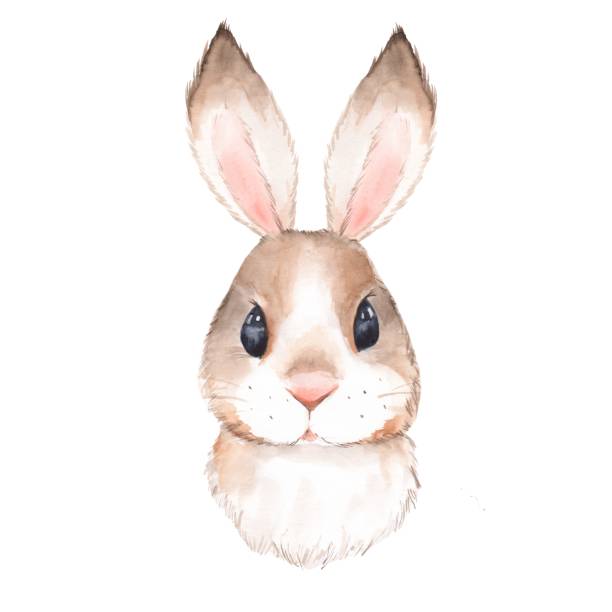 Cute rabbit 2 Cute rabbit. Watercolor illustration. Isolated on white background rabbit animal stock illustrations