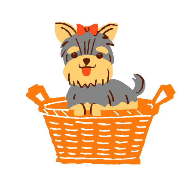 Cute Yorkshire terrier in a basket animal, pet year of the dog stock illustrations