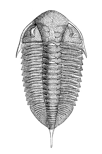 Illustration of a Dalmanites is a genus of trilobite in the order Phacopida. They lived from the Late Ordovician to Middle Devonian