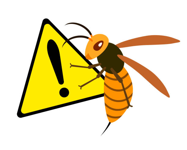 Dangerous hornet Warning of a hornet. murder hornet stock illustrations