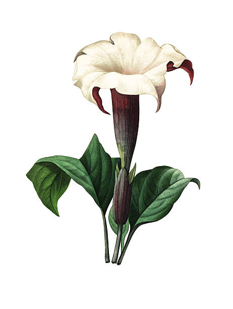 Datura | Redoubt Flower Illustrations High resolution illustration of a Datura, isolated on white background. Engraving by Pierre-Joseph Redoute. Published in Choix Des Plus Belles Fleurs, Paris (1827). angel's trumpet flower stock illustrations