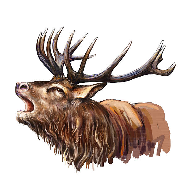 deer head deer head digital painting rutting stock illustrations