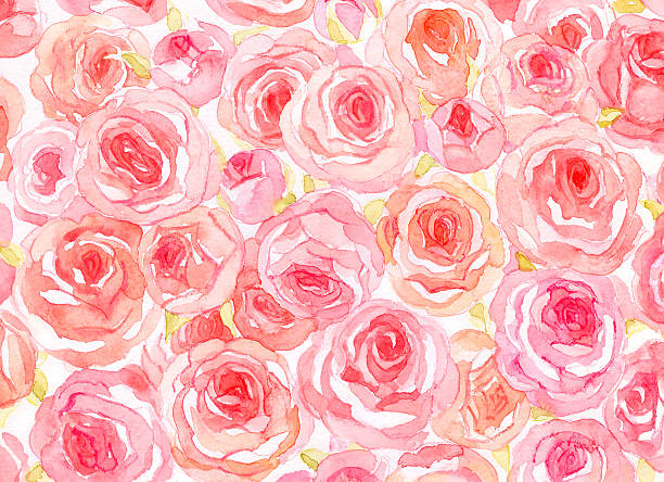 Delicate watercolor roses Watercolor Roses background bed of roses stock illustrations