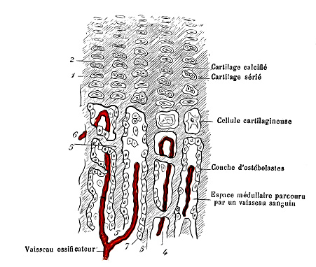 Diagram Of A Longitudinal Section Of A Long Bone Stock Illustration