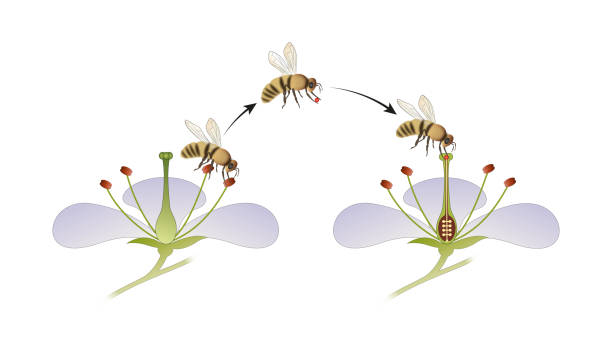 Diagram of flower pollination by an insect vector art illustration